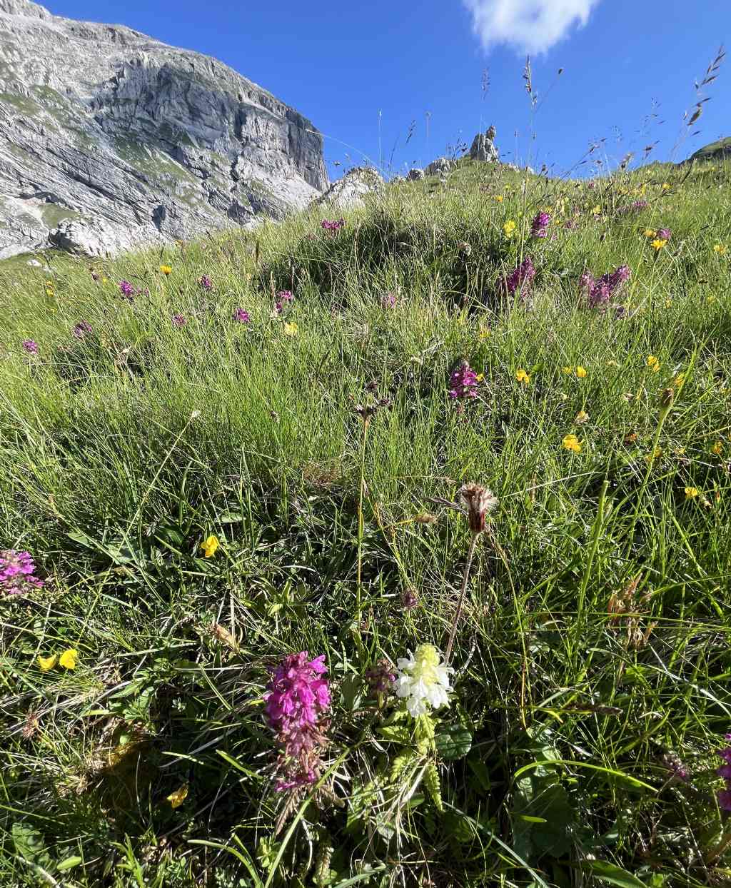 Dion - Soran 2399 m......Brenta